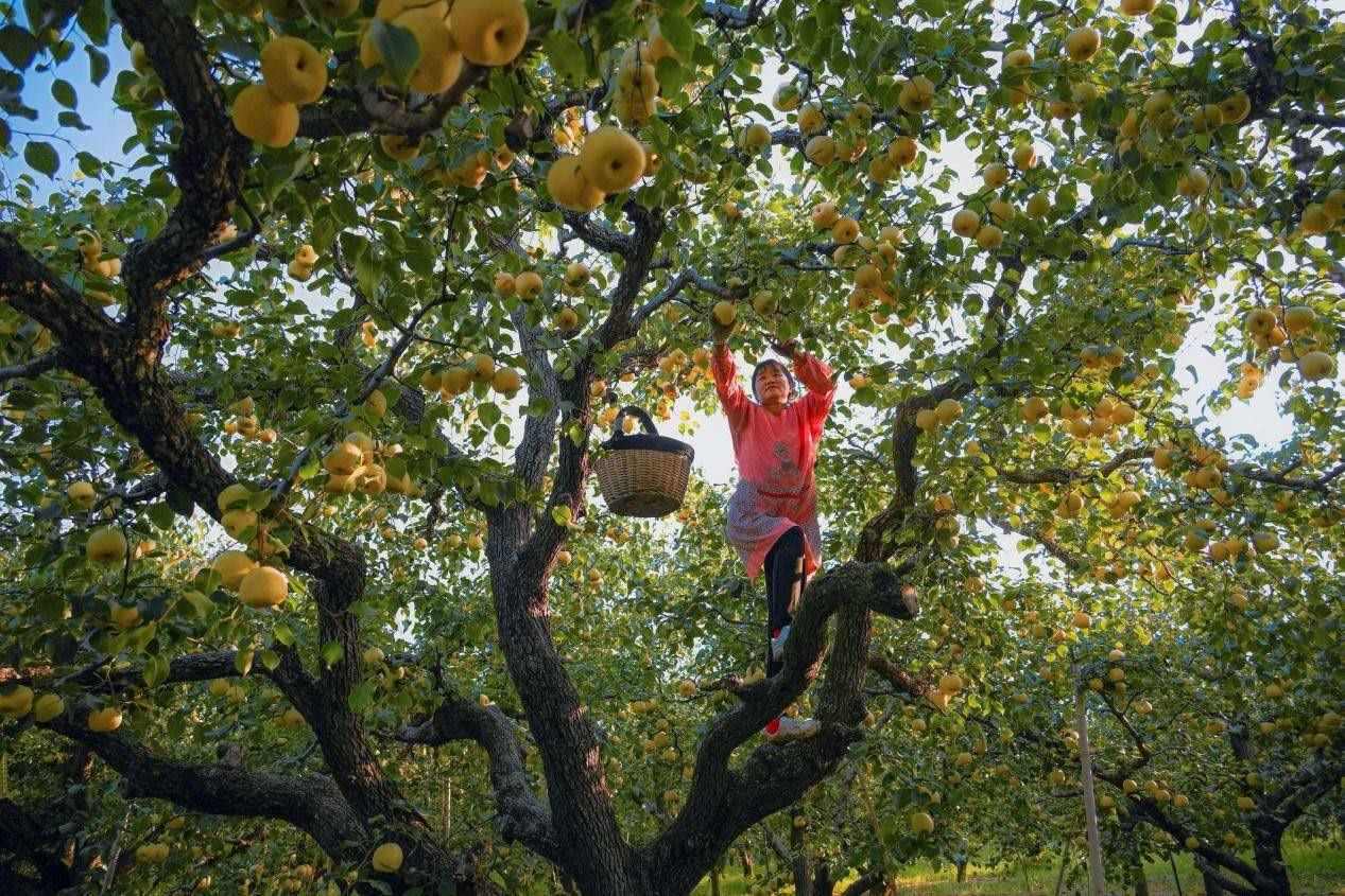 2024年10月4日，安徽省宿州市碭山縣程莊鎮(zhèn)衡樓村百年老梨園里，梨農(nóng)在忙著采摘酥梨。來(lái)源:人民圖片