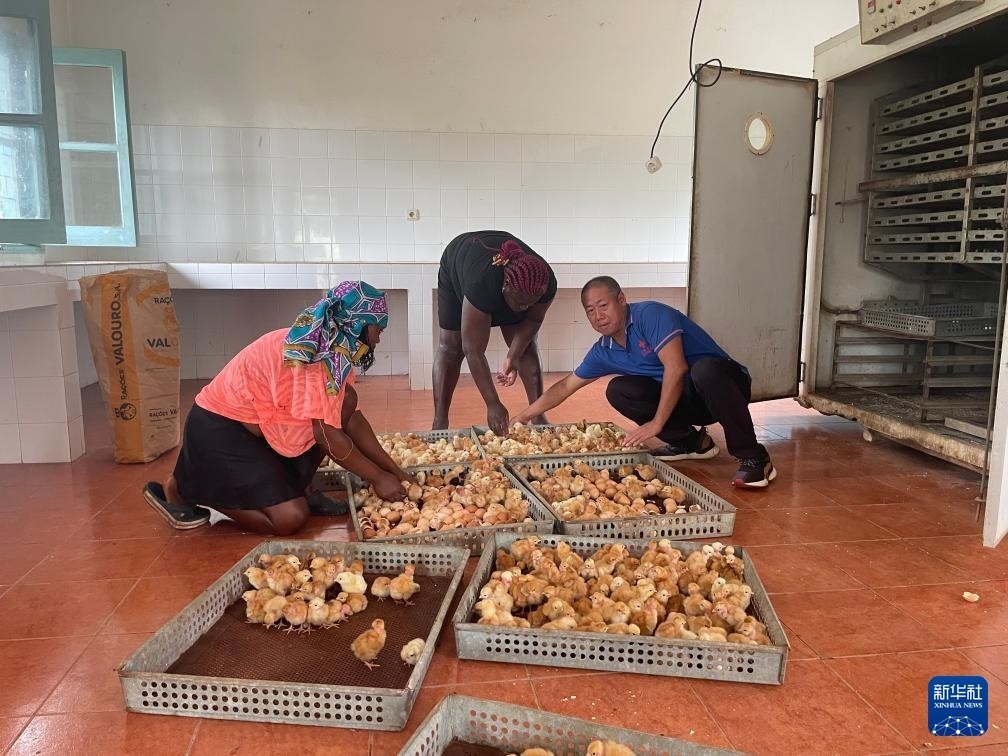 中國援圣普農(nóng)牧業(yè)技術(shù)項(xiàng)目組專家在圣多美和普林西比家禽繁育中心指導(dǎo)雛雞人工孵化技術(shù)（2024年10月8日攝）。新華社發(fā)（中國援圣普農(nóng)技組供圖）