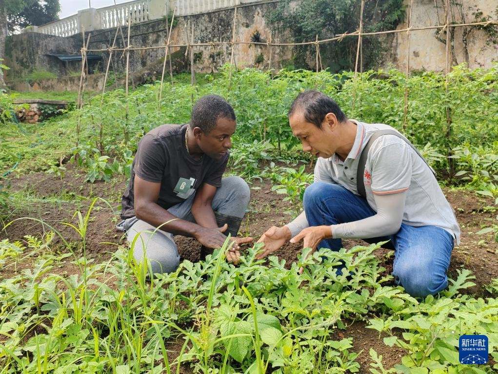 中國援圣普農(nóng)牧業(yè)技術(shù)項(xiàng)目組專家彭杰（右）在圣多美和普林西比的梅佐希大區(qū)指導(dǎo)蔬菜種植戶改善田間管理技術(shù)（2024年1月25日攝）。新華社發(fā)（中國援圣普農(nóng)技組供圖）