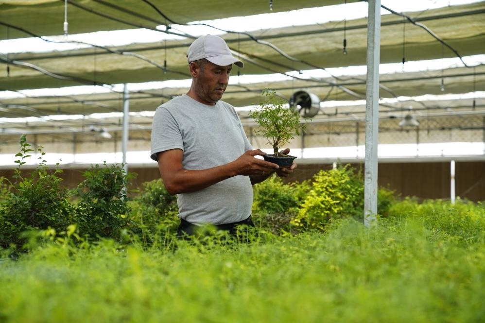 7月28日，在烏茲別克斯坦錫爾河州的上合組織農(nóng)業(yè)基地中烏現(xiàn)代農(nóng)業(yè)科技示范園，工作人員檢查盆栽植物。新華社發(fā)（扎法爾攝）