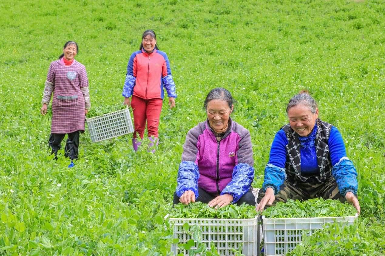 在四川省阿壩藏族羌族自治州馬爾康市馬爾康鎮(zhèn)納足村，當(dāng)季蔬菜喜獲豐收，群眾正在忙著采收、裝箱供應(yīng)市場(chǎng)。來源：人民圖片