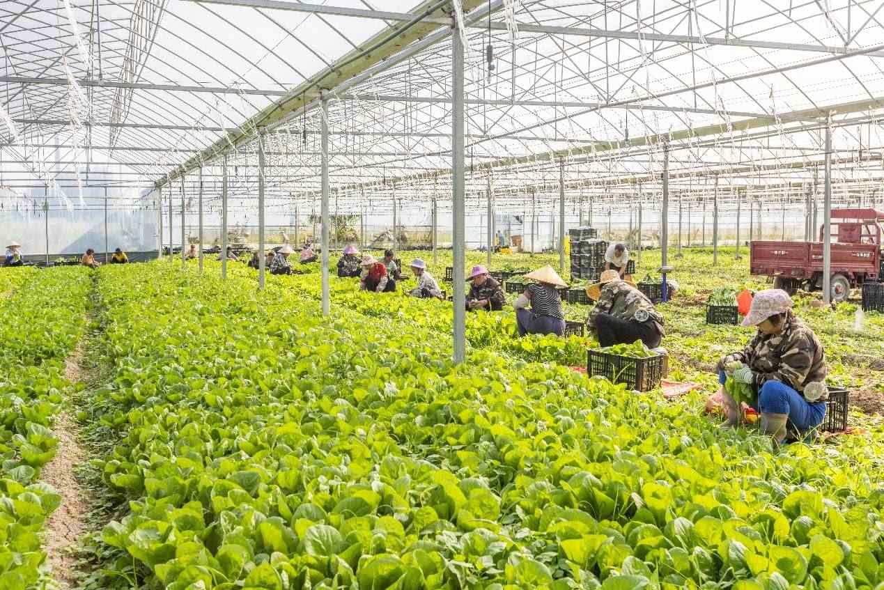2024年10月8日，在廣西梧州市蒙山縣文圩鎮(zhèn)大明村一個(gè)大棚蔬菜基地內(nèi)，民工在采摘、包裝包心菜，準(zhǔn)備運(yùn)銷外地。來源：人民圖片