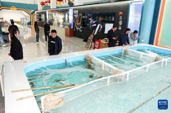 9月20日，游客在吉林省琿春市的帝王蟹保稅店內(nèi)選購帝王蟹。新華社記者 許暢 攝