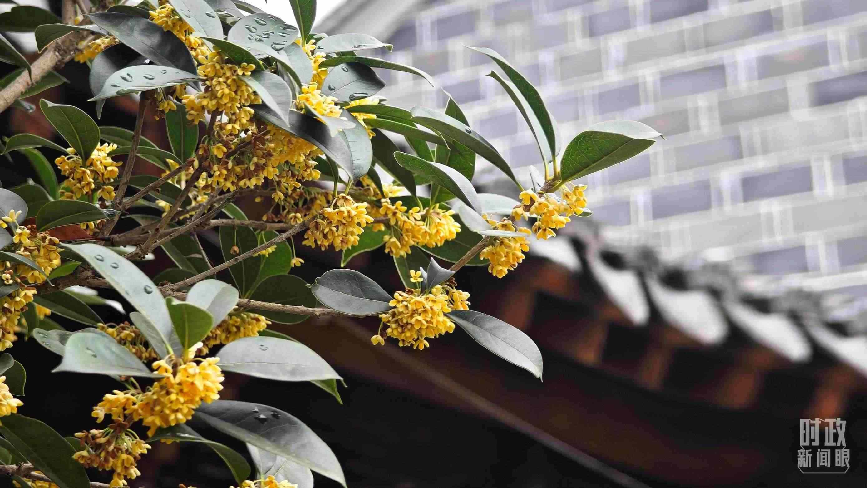 △六尺巷。（總臺央視記者趙化、彭漢明拍攝）