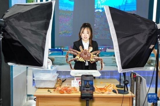 9月20日，在吉林省琿春市的帝王蟹保稅店內(nèi)，工作人員進(jìn)行網(wǎng)絡(luò)直播售賣帝王蟹。新華社記者 許暢 攝
