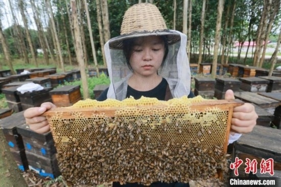 吳素英查看蜂蜜產(chǎn)蜜情況。湯曉逵 攝