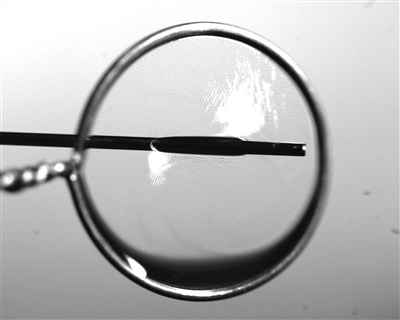 液膜被銅針穿透時仍能保持不破裂。 受訪者供圖