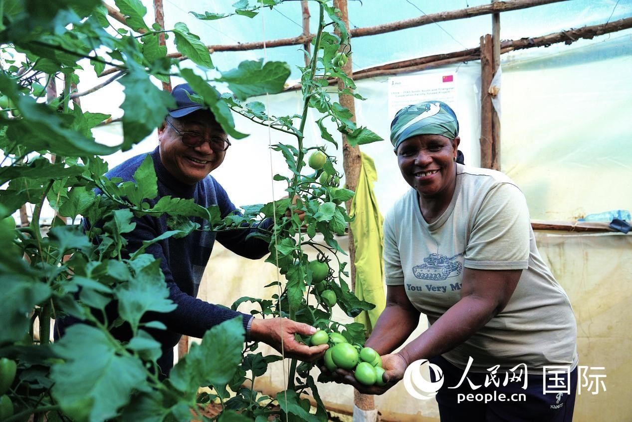 肯尼亞納庫魯郡，南京農(nóng)業(yè)大學(xué)援非專家劉高瓊和當(dāng)?shù)剞r(nóng)民瑪麗·姆旺吉在溫室大棚里查看番茄種植情況。人民網(wǎng)記者 黃煒鑫攝