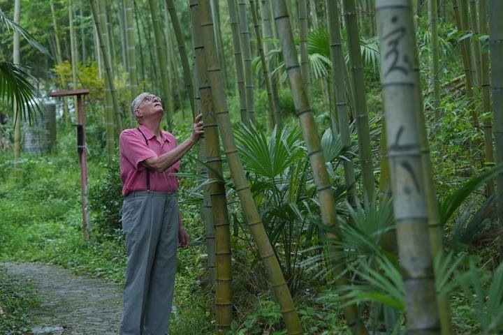 奈斯在莫干山的竹林里散步。