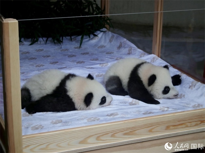 柏林動物園的明星“夢好”與“夢甜”。人民網(wǎng) 肖晶攝