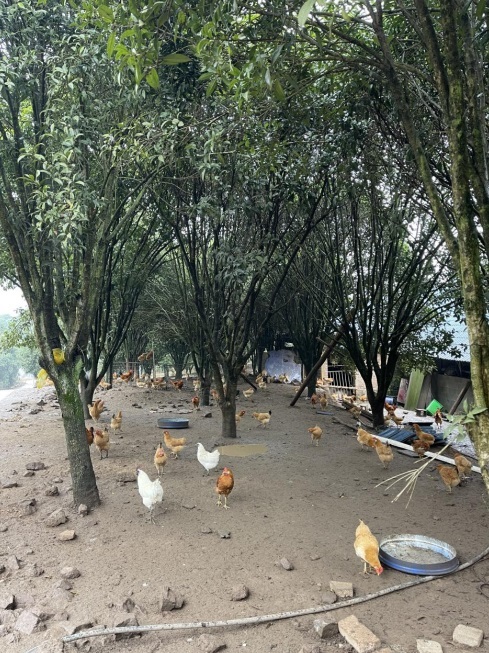 桂花林里的桂飛雞。劉軍國(guó)攝