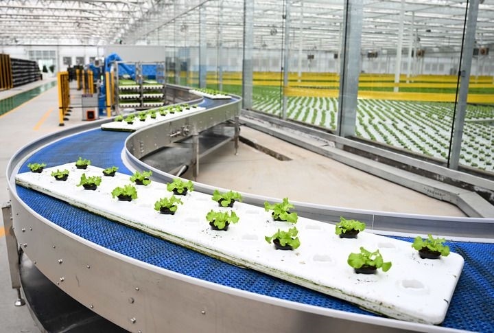 2024年12月12日在內(nèi)蒙古鄂爾多斯市達(dá)拉特旗內(nèi)蒙古現(xiàn)代數(shù)字農(nóng)業(yè)科技產(chǎn)業(yè)園拍攝的生菜苗。 新華社記者 貝赫 攝