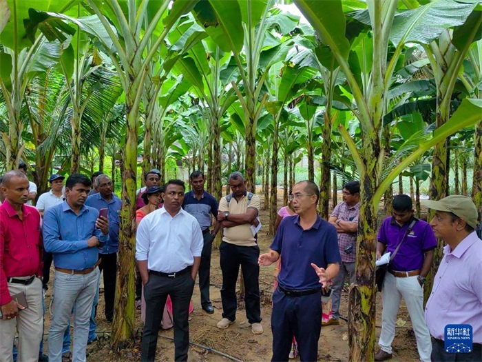 10月10日，在斯里蘭卡霍勒訥的一處香蕉示范基地，中國(guó)、聯(lián)合國(guó)糧農(nóng)組織與斯里蘭卡南南合作項(xiàng)目中國(guó)專家組組長(zhǎng)孫德權(quán)為當(dāng)?shù)剞r(nóng)民進(jìn)行技術(shù)培訓(xùn)。新華社發(fā)（中國(guó)、聯(lián)合國(guó)糧農(nóng)組織與斯里蘭卡南南合作項(xiàng)目專家組供圖）