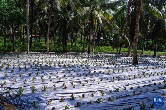 這是12月23日在斯里蘭卡馬坎杜拉拍攝的農(nóng)民里尚·普爾納的菠蘿田。新華社記者 陳冬書 攝