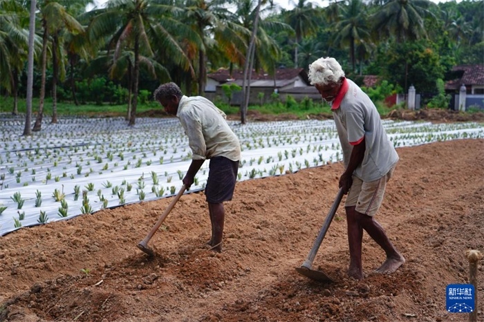 12月23日，斯里蘭卡馬坎杜拉的農(nóng)民在菠蘿田地里勞作。新華社記者 陳冬書 攝