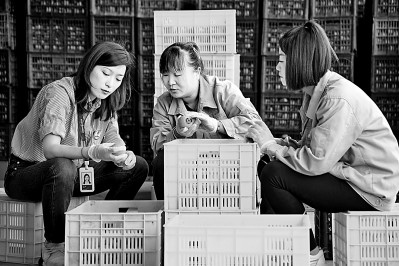 為拓展柿子產(chǎn)業(yè)發(fā)展新途徑，在陜西富平淡村鎮(zhèn)，歸國(guó)留學(xué)生王薇參與創(chuàng)建了一座柿酒酒莊。新華社發(fā)