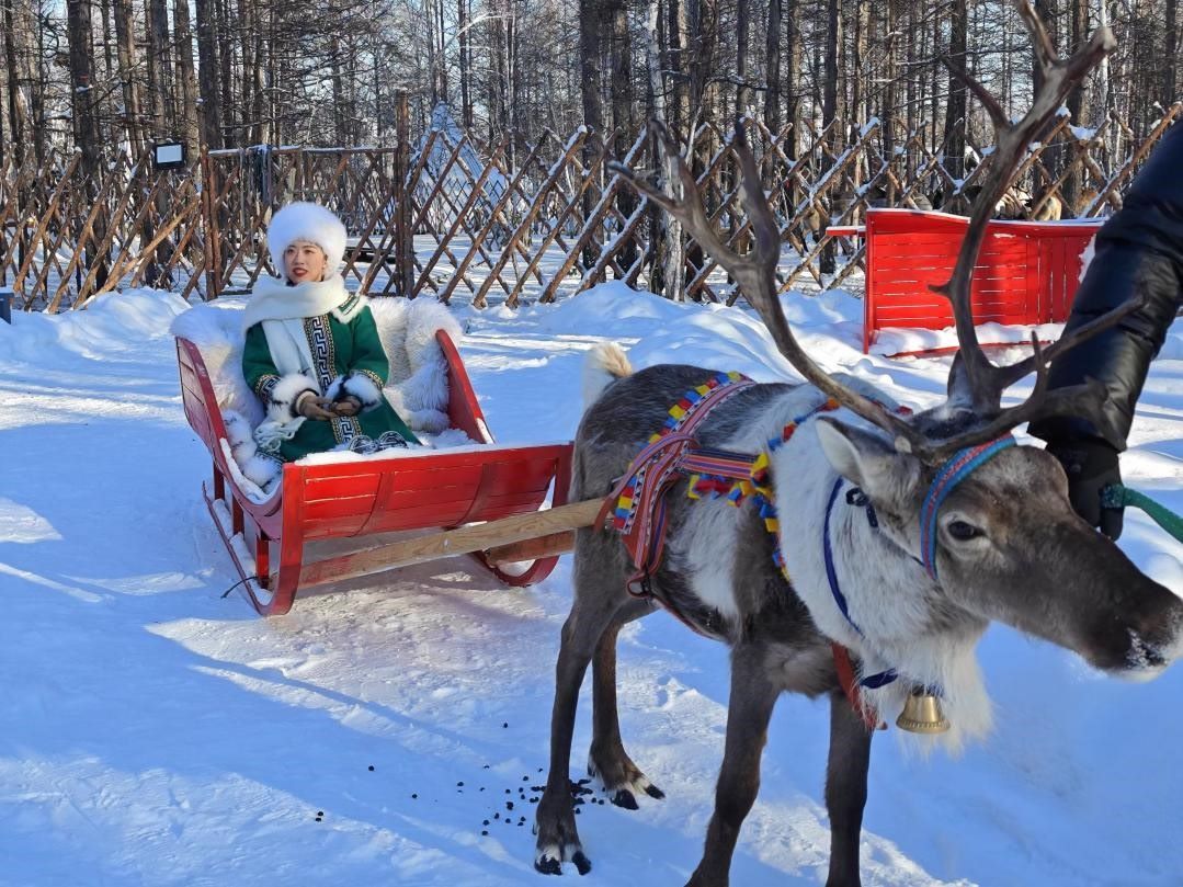 游客體驗馴鹿拉雪橇。人民網(wǎng)記者 苗陽攝