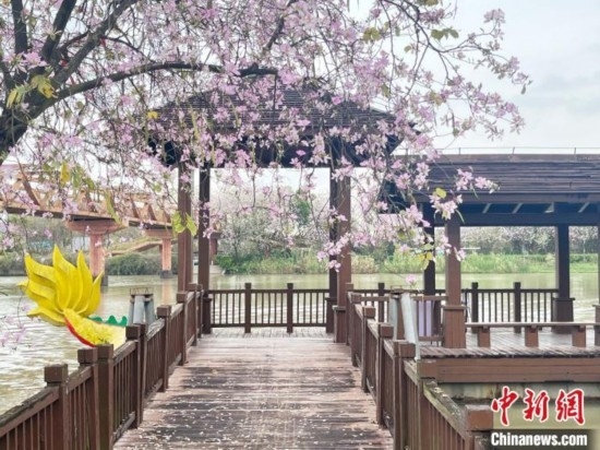 3月7日，廣州海珠國家濕地公園宮粉紫荊花海吸引游人。中新社記者 許青青 攝
