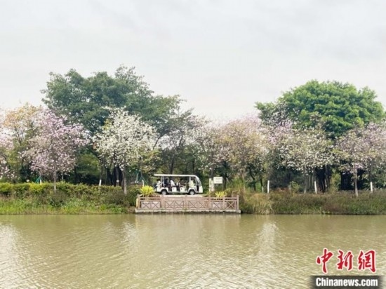 3月7日，廣州海珠國家濕地公園宮粉紫荊花海吸引游人。中新社記者 許青青 攝