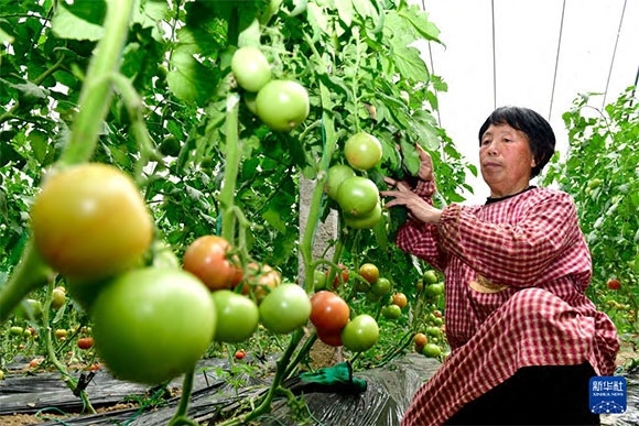 3月13日，在菏澤市鄆城縣張營(yíng)街道，農(nóng)民在設(shè)施大棚里打理西紅柿。