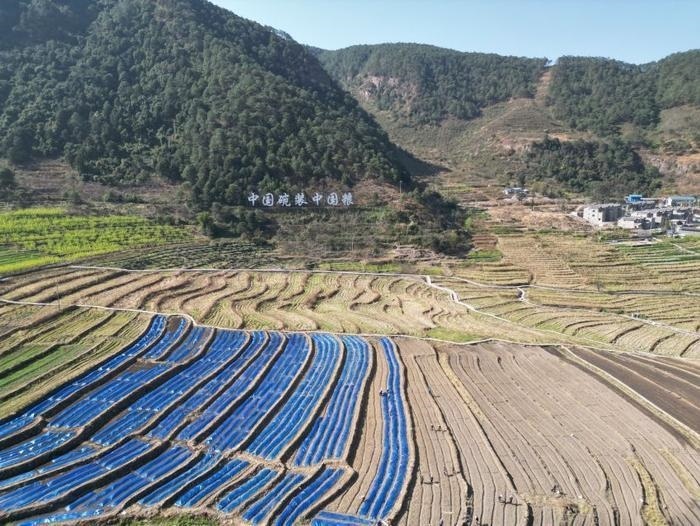 △近日，四川涼山一現(xiàn)代農(nóng)業(yè)園春耕育秧?yè)屴r(nóng)時(shí)。