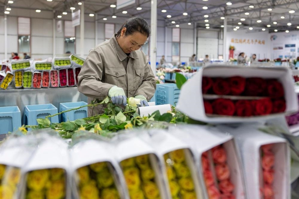 △近日，工作人員在云南麗江現(xiàn)代花卉產(chǎn)業(yè)園包裝鮮花。