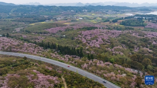清鎮(zhèn)市紅楓湖鎮(zhèn)右二村旁的道路與花海相映（4月5日攝，無(wú)人機(jī)照片）。