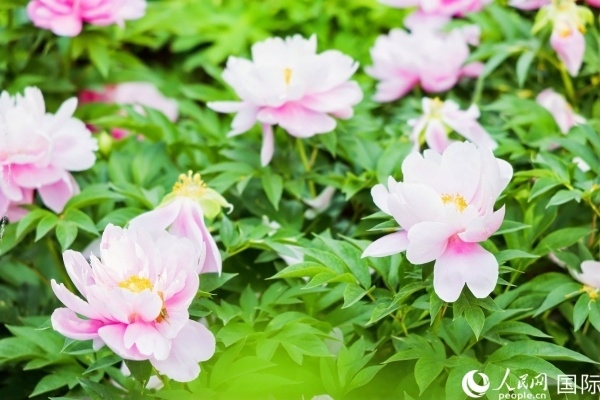 洛陽國家牡丹園牡丹盛開。 人民網(wǎng)記者 魯揚攝