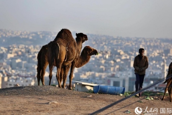 約旦首都阿曼街頭的駱駝。人民網(wǎng) 納達(dá)爾·達(dá)烏德攝