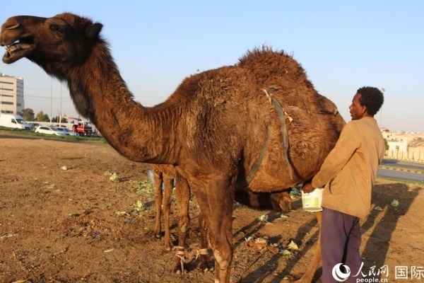 工人在給駱駝擠奶。人民網(wǎng) 納達(dá)爾·達(dá)烏德攝