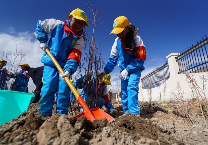 2025年4月25日，西藏那曲市小學(xué)生在植樹。新華社記者 晉美多吉 攝